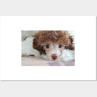 Toy Poodle Puppy Posters and Art